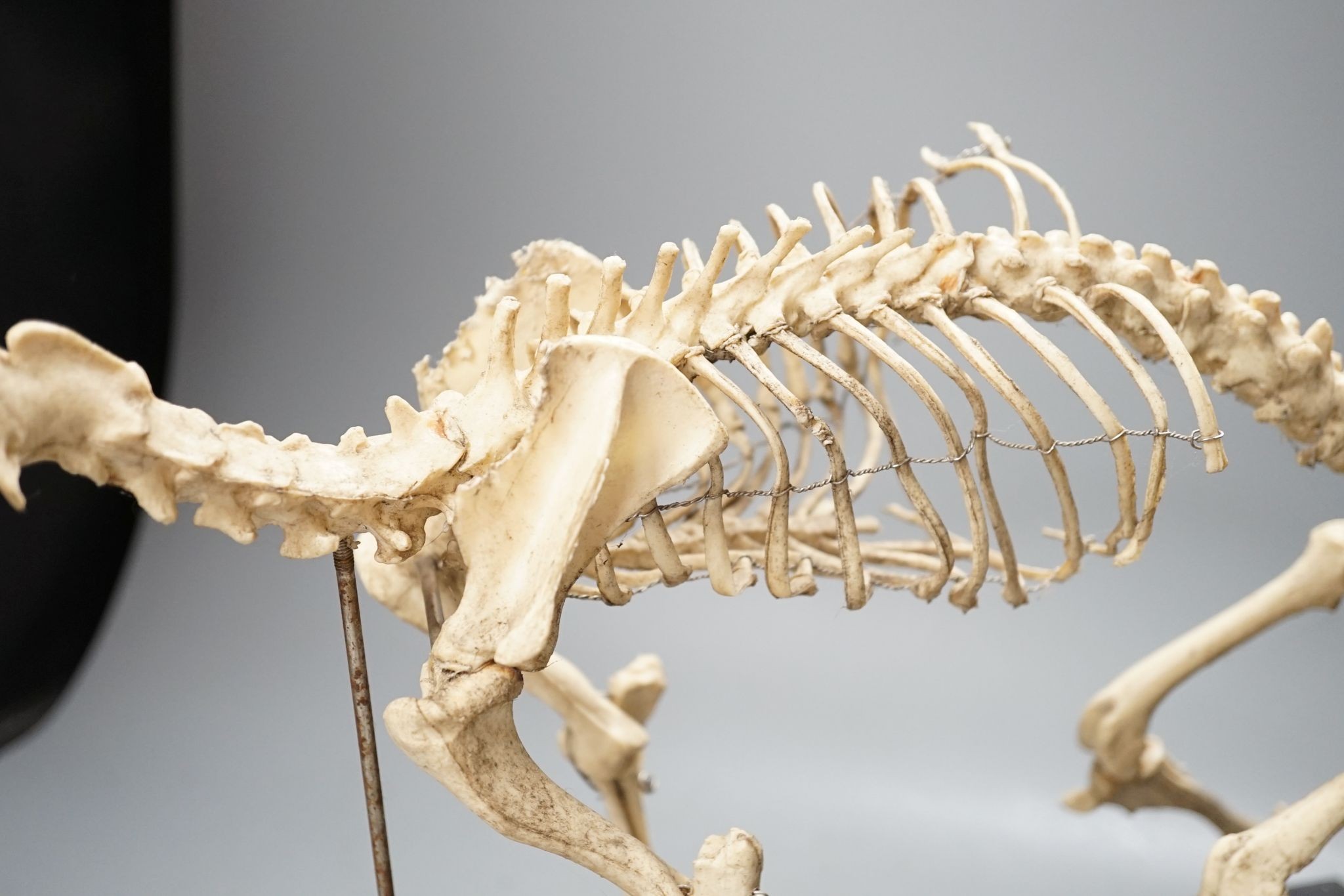 A veterinary skeleton dog demonstration display model, 50 cms wide.